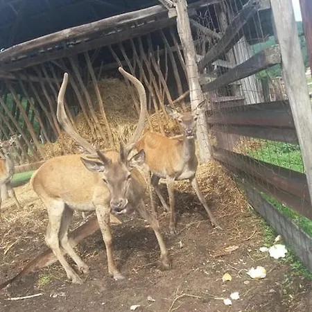 Majorka Vendeghaz Diósjenő