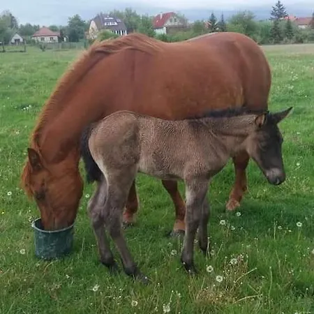 Majorka Vendeghaz * Diósjenő