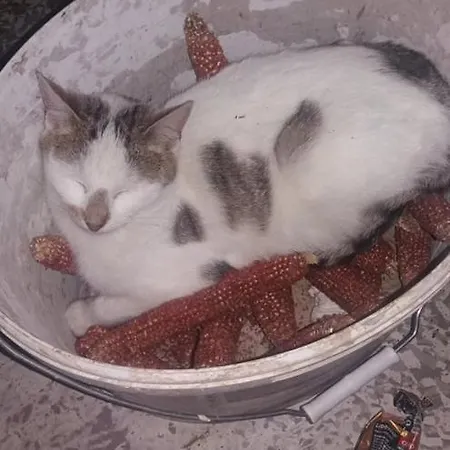 Διαμέρισμα Majorka Vendeghaz *